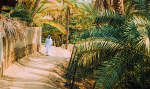 Al Ain Oasis